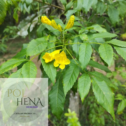Yellow Elder Leaves 1 oz Dried Tecoma Stans Leaf Herb Yellow Bells Organic Herb - 第 1/8 張圖片