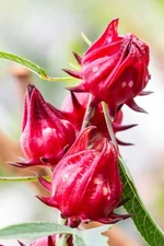 15+ Roselle, Jamaica, Jamaican Hibiscus Seeds For Planting