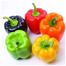 - Seeds Sweet Bell Pepper Rainbow Mix - Heirloom Vegetable - GMO Free