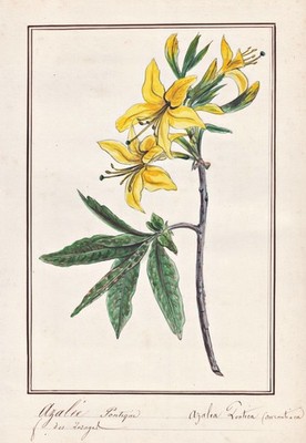 Azalea Azalea botany flower flower botany watercolor watercolor drawing 1830