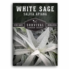 - White Sage Seeds for Planting - Grow Sustainable Smudging Herbs - 1 Packet ...