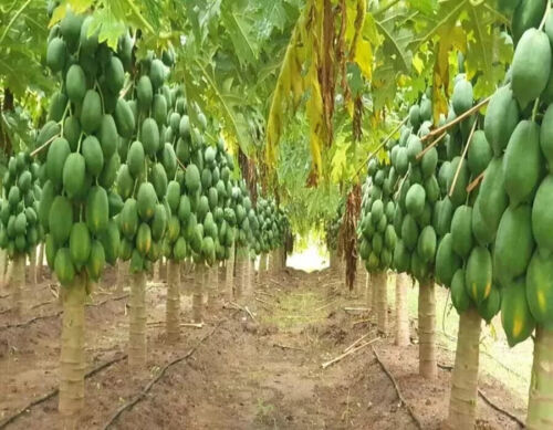 Semi di papaya ibrida donna taiwanese 786 f1 10 g (300 semi) MIGLIORE qualità - Foto 4 di 7