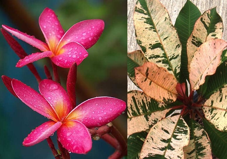 ficus elastica variegata vs tineke Variegated Ficus Tineke: Live Indoor Plant for Plant Lovers - Ficus  Elastica - (6 Pot)  Easy Plant Care  Ficus Tree