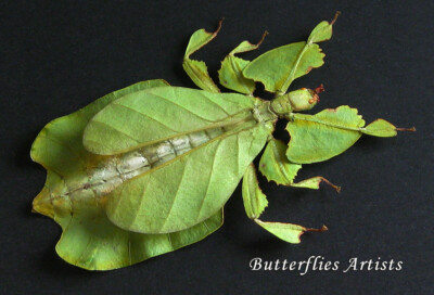 Walking Leaf Phyllium Pulchrifolium Real Insect Framed Entomology Shadowbox 