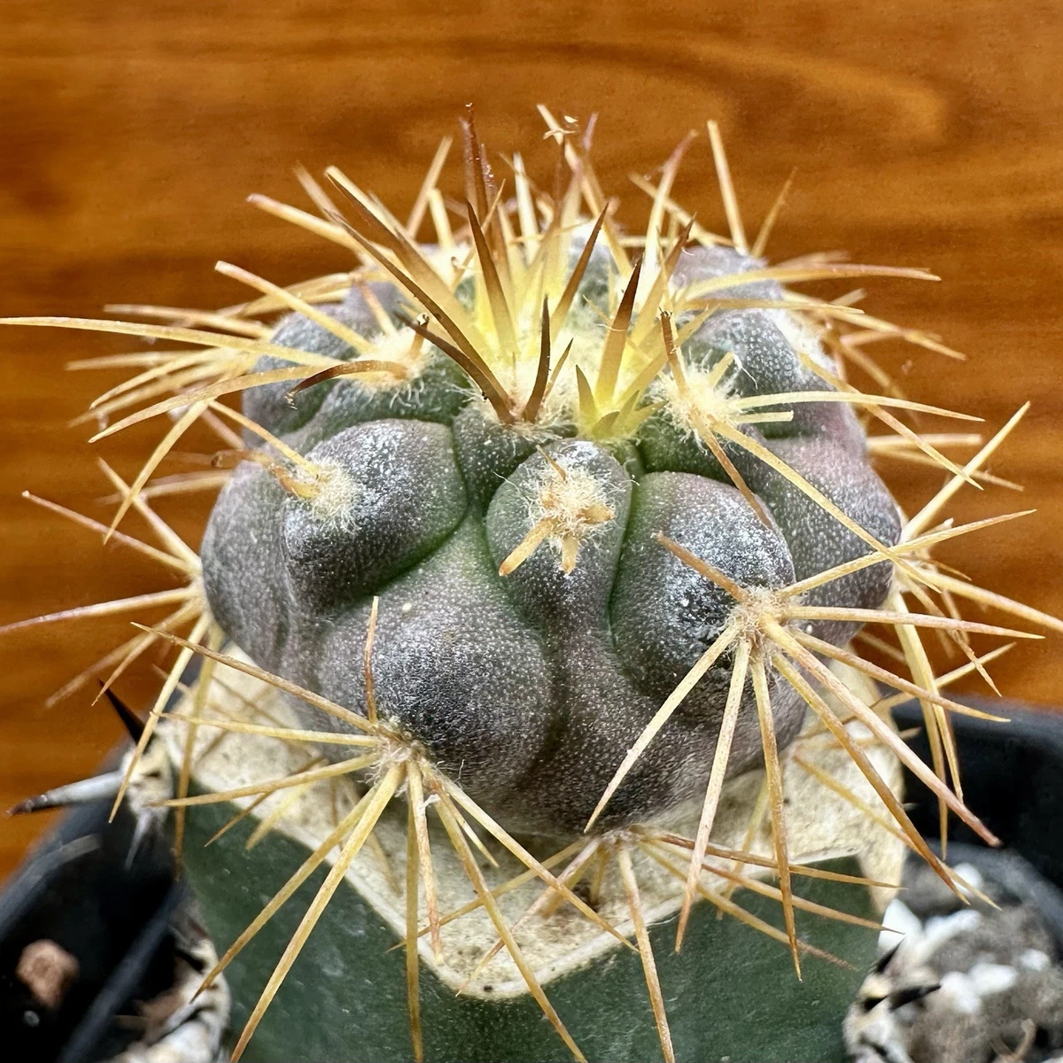 Cactus Copiapoa Cactis&Succulents for sale | eBay