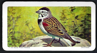 BROOKE BOND (CANADA) - CANADIAN / AMERICAN SONGBIRDS - #47 MCCOWNS LONGSPUR