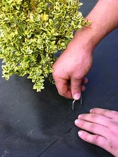 DeWitt Landscape Fabric Staples Anchor Pins  6" X 1" X 6"  1000 ct.