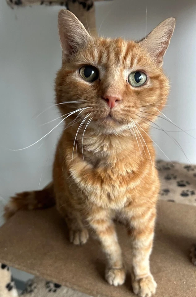 99p TO HELP FEED A HOMELESS CAT - HOMELESS CAT RESCUE Registered charity 1153052 - Image 2 of 4