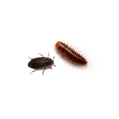 Dermestid Beetles - Starter Colony or Dubia Cleaner Crews - FREE SHIPPING!
