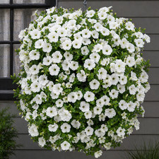 50 Pure White Trailing Petunia Seeds UK Hanging Basket Window Box Balcony Flower