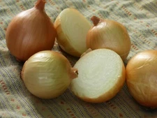 250 TEXAS EARLY GRANO ONION SEEDS  FRESH HARVEST FOR GARDENS