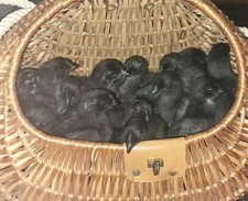 6 Ayam Cemani Hatching Eggs Fast Shipping. Only Fresh Eggs Shipped 1-2 Days Old