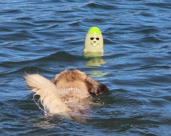 Hundespielzeug,Robbe,Wasserspielzeug, Apportieren,Kautschuk,Senkrecht Schwimmend-image