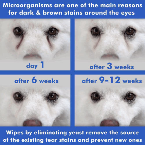 Pet Eye Wipes for Dogs Cats Puppies & Kittens 100 Count Medicated Removes Dirt - Picture 5 of 6