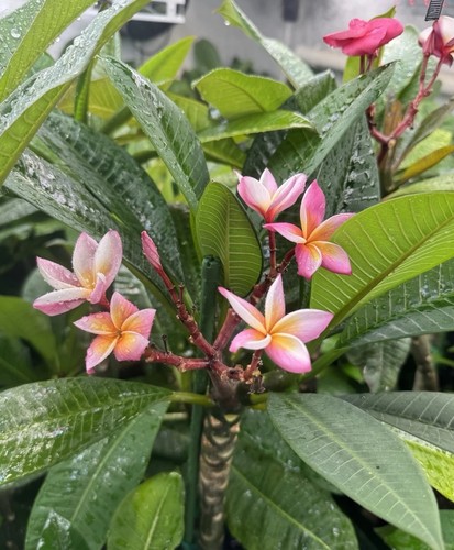 Plumeria Rubra Frangipani plants. All UK grown from seeds, not from cuttings - Picture 8 of 24