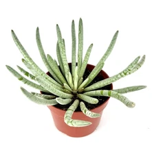 Silver Coral Succulents Senecio Scaposus, 4" Pot