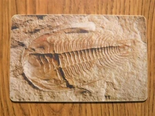 50 UNITS INTERNATIONAL CZECK PHONE CARD (42) 