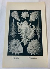 1923 book leaf print~ MUREX