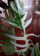 Rare Philodendron Florida Beauty X Tortum 13" Tall Aroid Not