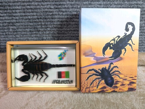 Real Afghanistan Scorpion Specimen Paperweight Large Keepsake Gift Box