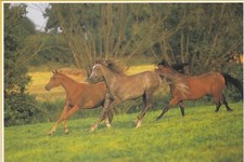 ** Horse * Arabian Horse *** Arabian Postcard *** Postcard # 665