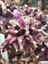 10 FRESH SEEDS,157. Gymnocalycium friedrichii cv VIOLET 10-20 KIKKO 