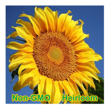 Mammoth Grey-Stripe Sunflower Seeds BULK | Non-GMO | Heirloom Garden