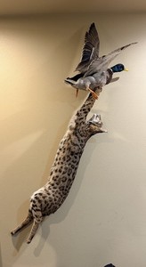 Big North American bobcat and mallard mount
