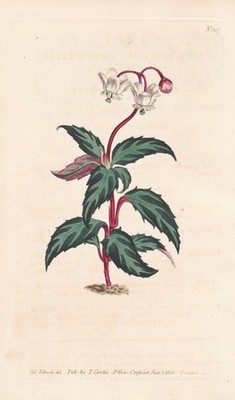 spotted wintergreen North America botany flower engraving Kupferstich Curtis 897