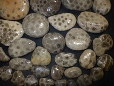 Unpolished Petoskey Stones High Grade