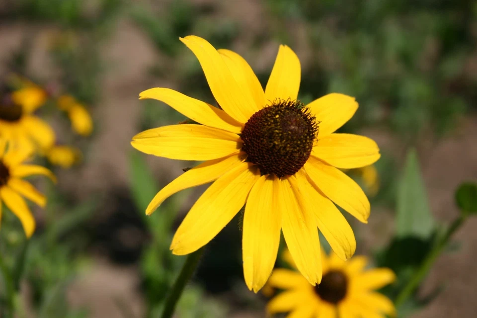 Black Eyed Susan Seeds, Rudbeckia Hirta, Classic Wildflower, FREE SHIPPING - Image 2 of 2