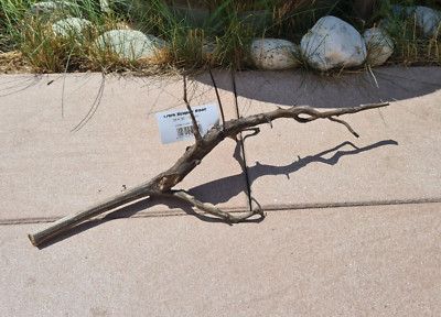 Sera Scaper Root M Wurzel 44x13x13cm Holz für Welse Garnelen Fische Aquarium