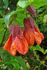 Abutilon Orange Hot Lava perennial plant 1 x 1 litre  pot
