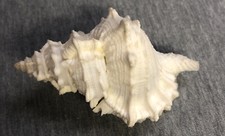 *Tutufa oyamai  80.3mm (Rare Albino Form) !!!