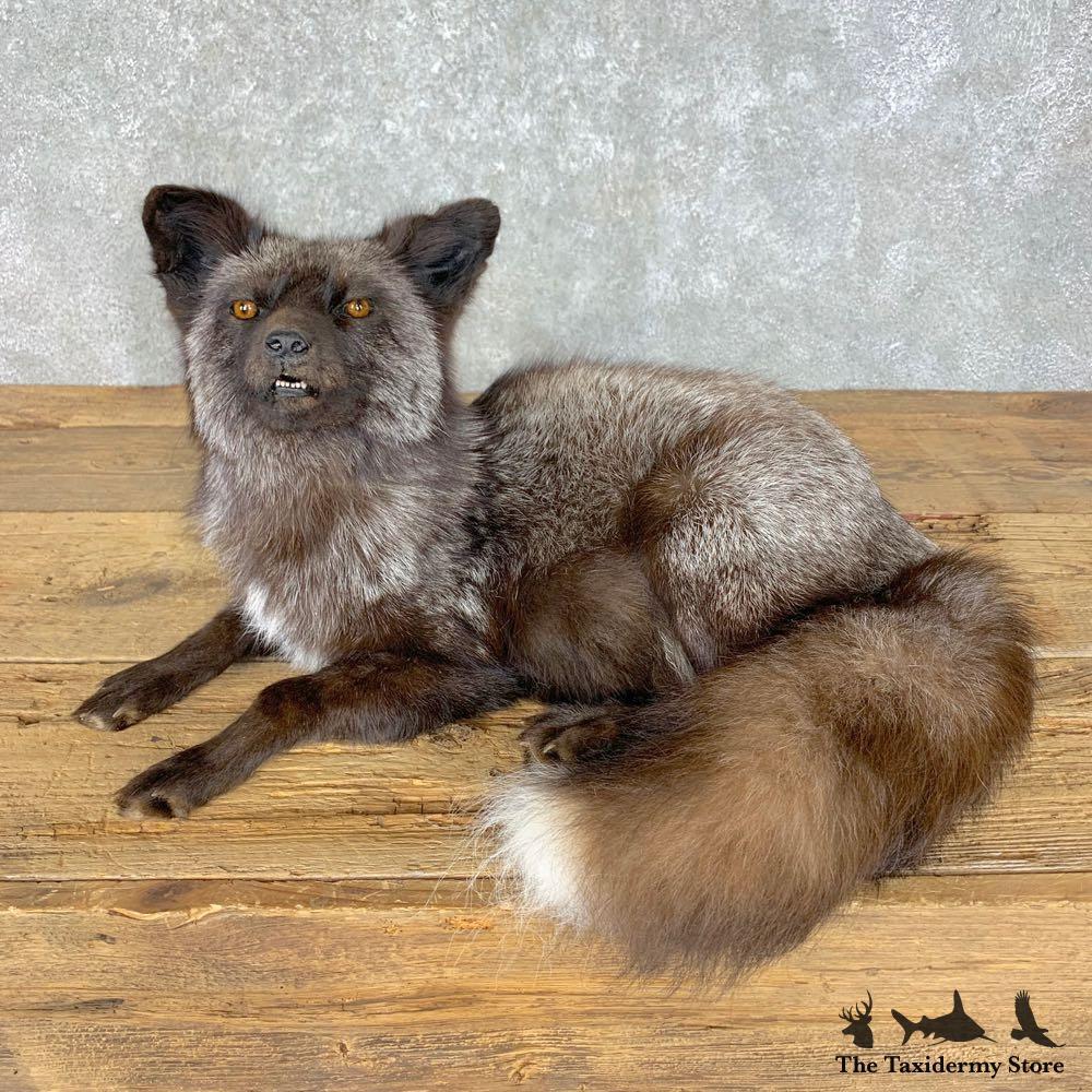 23631 E+ | Silver Fox Life-Size Taxidermy Mount For Sale | eBay