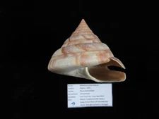 Sea Shell Mikadotrochus hirasei 64mm ID#9550