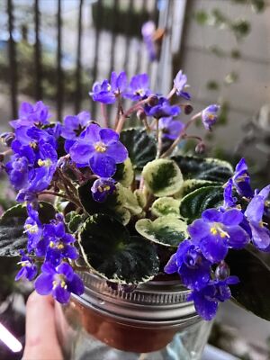 African violet Plant “Jersey Blue Ice” Variegated | eBay