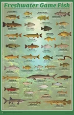 Fresh Water Game Fish Mini Poster - 11 x 17 in.