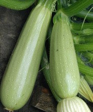 Zucchini Gribovsky, Zucchini se ds, organic se ds, 3 g 213 TRACK