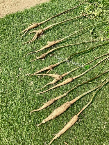 2-LIVE MORINGA ROOTS * Moringa Root Stock *Organically Grown Moringa* FRESH