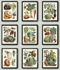 Botanical Vegetables Wall Art Set of Nine Prints
