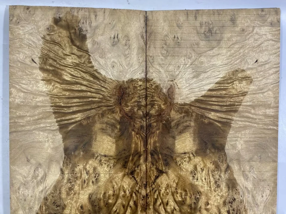 5A Figure Les Paul Guitar Top Barky Golden Camphor Wood Burl Luthier Supply - Image 2 of 4