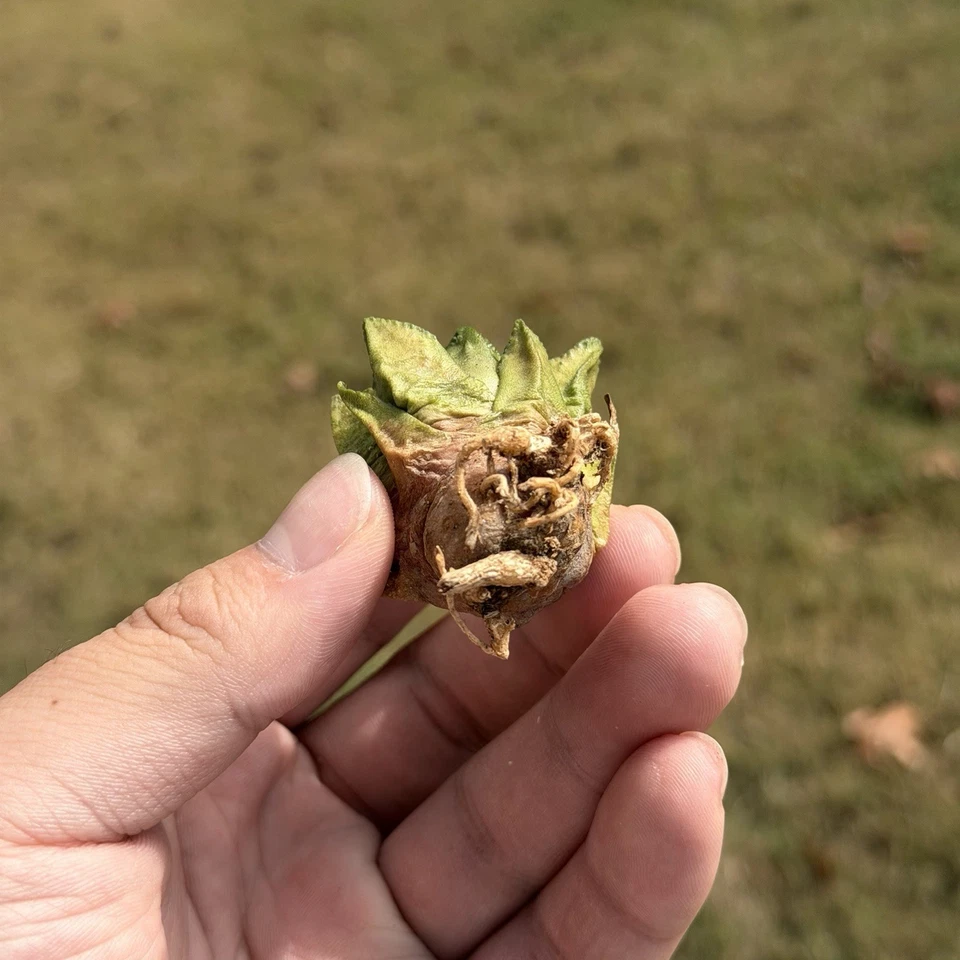 Ariocarpus Hintonii seed grown rare cactus - Image 4 of 4