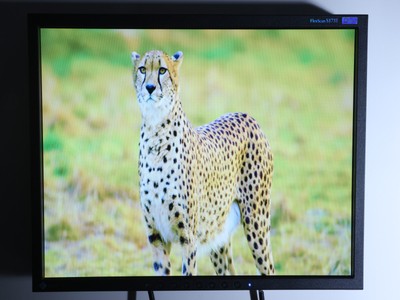 EIZO FlexScan S1731 17'' Color LCD Broadcast Studio / Medical Monitor