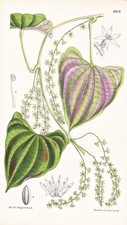 Dioscorea vittata Brasil Brasil flor Botanik botánica litografía Curtis 6409