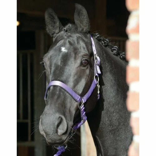 Purple Nylon Horse Headcollars & Halters