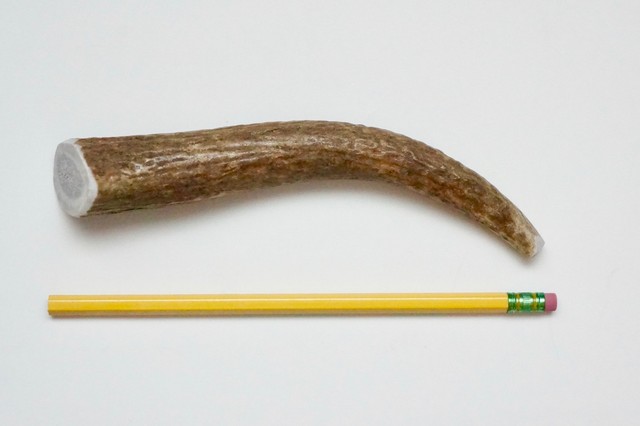 elk antler bones for dogs