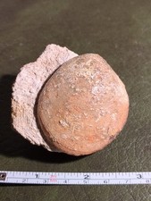Fossil Bivalve