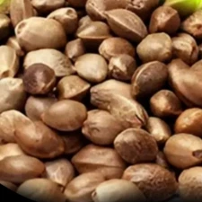  Premium unfeminized Seeds 2 dollars each great strains.food grade