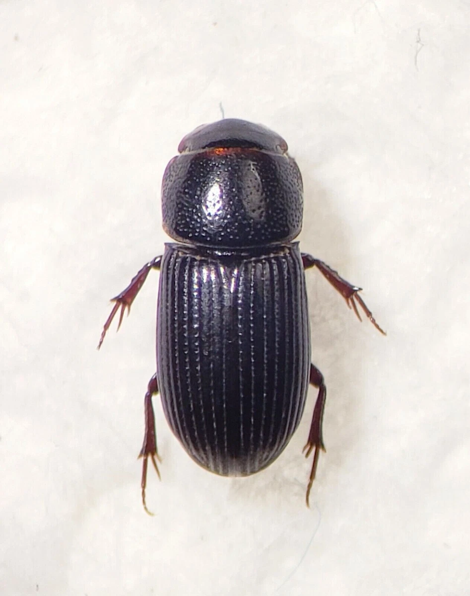 Scarabaeidae Insects Scarabaeidae Antennae